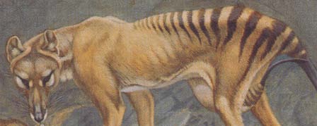 painting of a thylacine