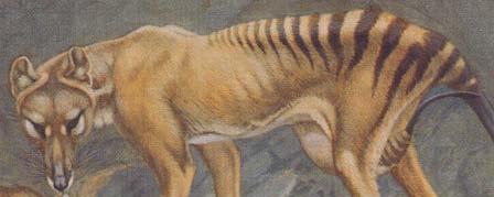 painting of a thylacine
